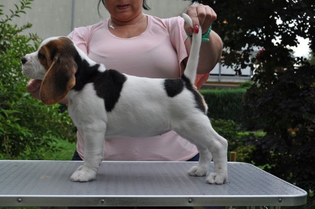 Golden Swissline Grand Adailoe