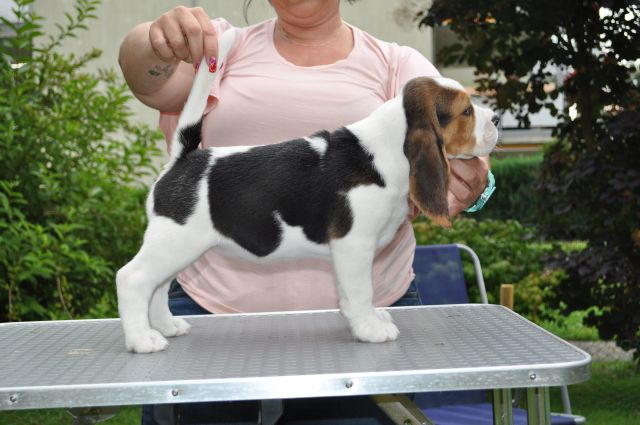 Golden Swissline Grand Allacaya