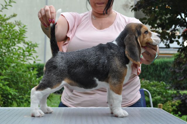 Golden Swissline Grand Ariacron