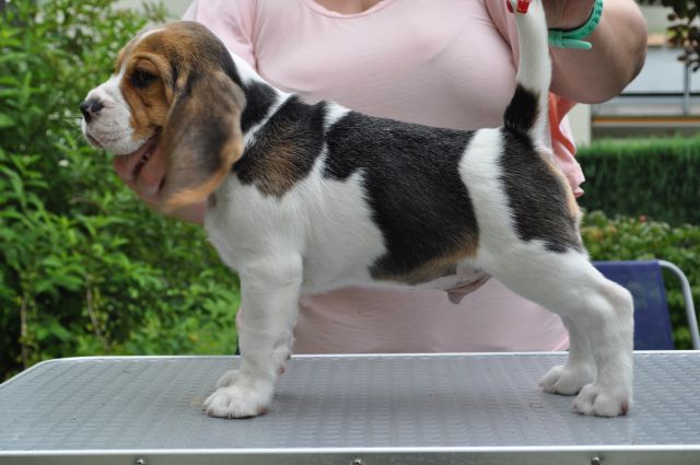 Golden Swissline Grand Athavar