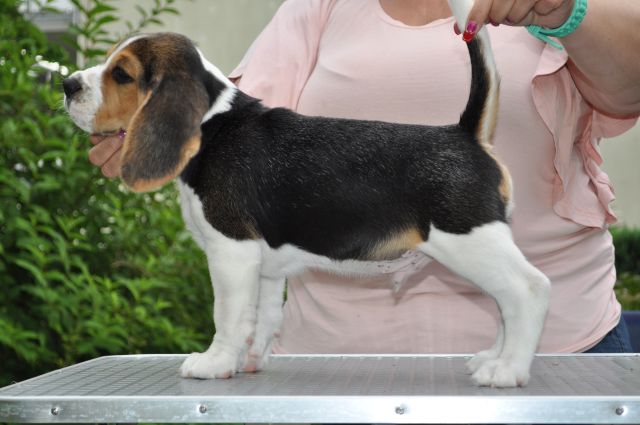 Golden Swissline Grand Azariel