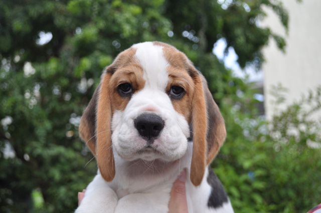 Golden Swissline Grand Adailoe "Aika"