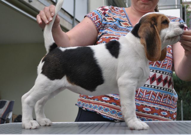 Golden Swissline Grand Adailoe "Aika"