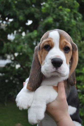 Golden Swissline Grand Allacaya "Stella"