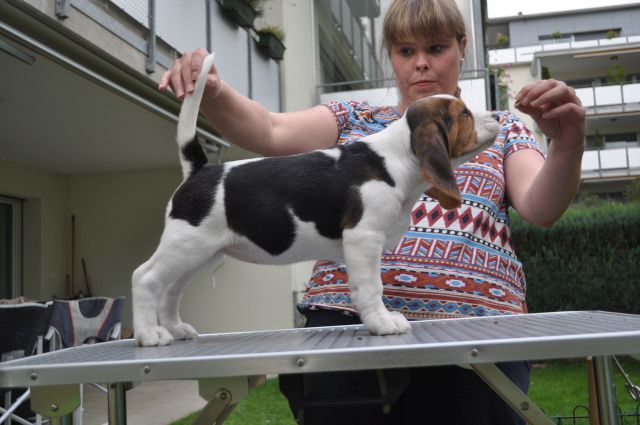 Golden Swissline Grand Allacaya "Stella"