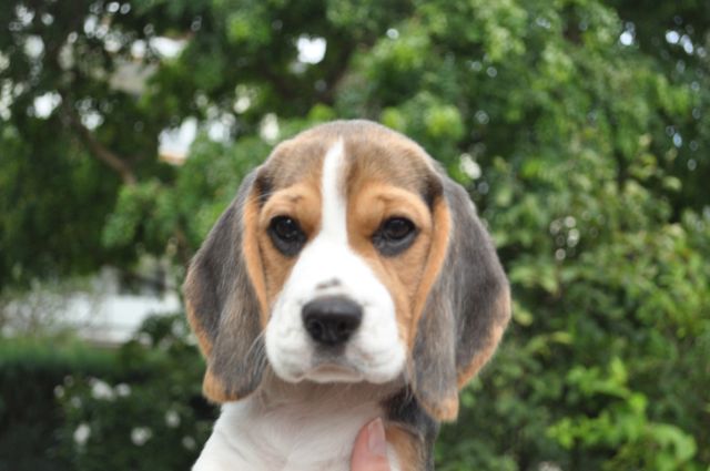 Golden Swissline Grand Audris "Pheebee"