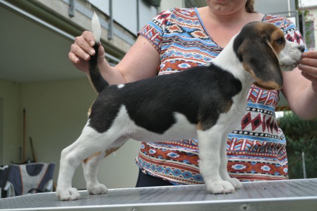 Golden Swissline Grand Audris "Pheebee"