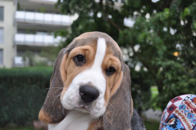 Golden Swissline Grand Ariacron "Aramis"