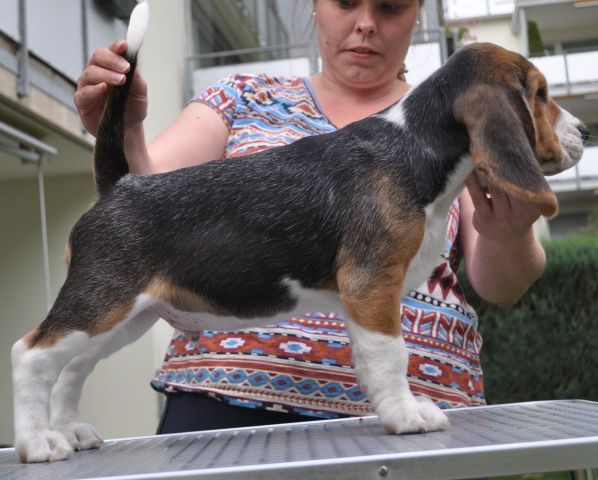 Golden Swissline Grand Ariacron "Aramis"