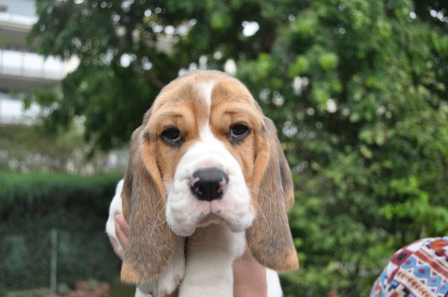 Golden Swissline Grand Athavar "Duke"