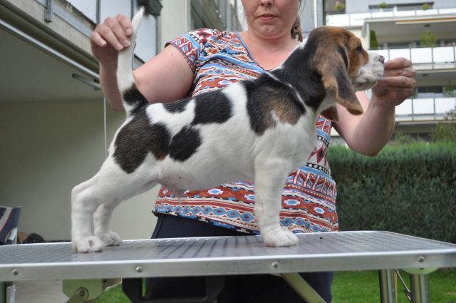 Golden Swissline Grand Athavar "Duke"