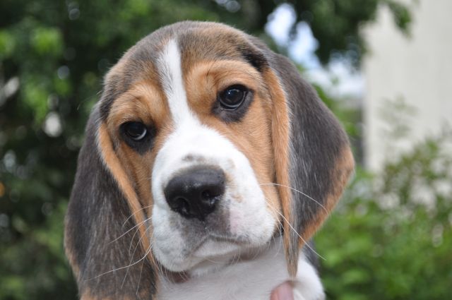 Golden Swissline Grand Azariel "Mc Gee"