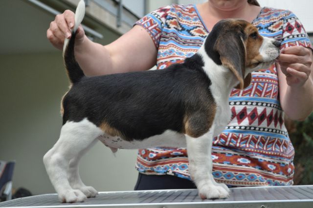 Golden Swissline Grand Azariel "Mc Gee"