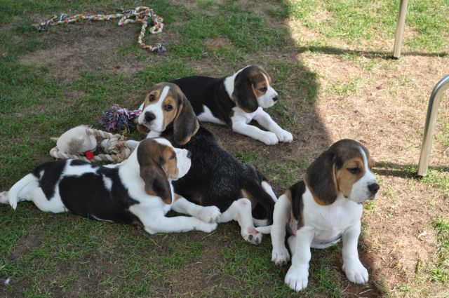 A Wurf mit 10 Wochen