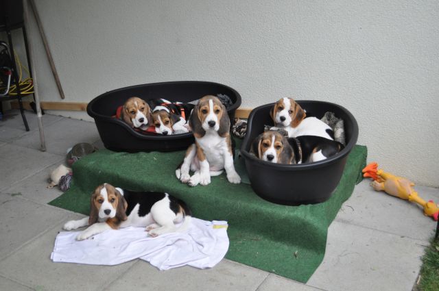 Der A-Wurf zieht aus