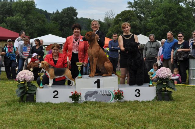 Clubsiegerschau des Schweizer Beagle Club