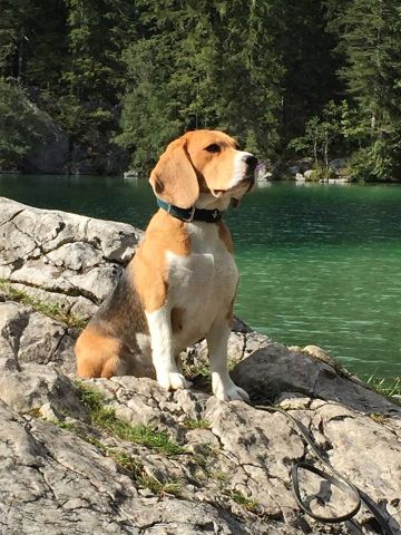 Clubsiegerschau des ABC 2015