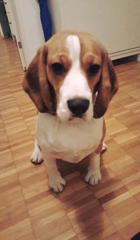 Golden Swissline Grand Allacaya