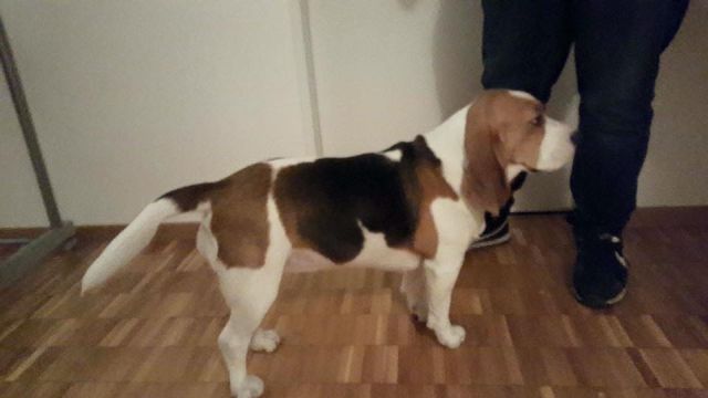 Golden Swissline Grand Allacaya