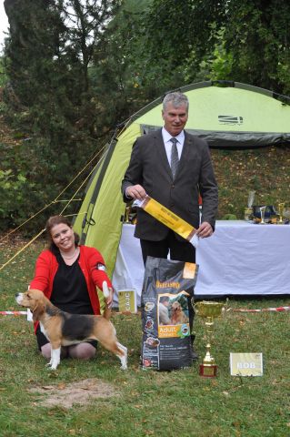Specialty Show of Czech Beagle Club