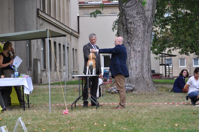 Specialty Show of Czech Beagle Club