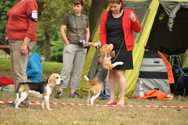 Specialty Show of Czech Beagle Club