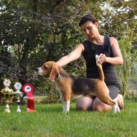 Alotorius Old Glory I See Fire