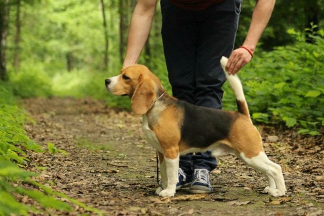 Picco - Alotorius Old Glory Way To Go