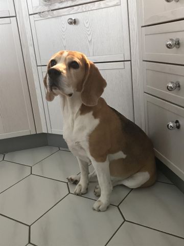 Audrey vom Rappenwald ist trächtig