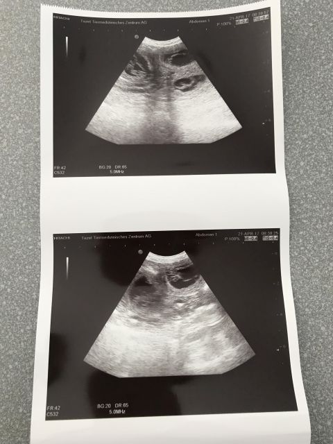 Audrey's Ultraschall