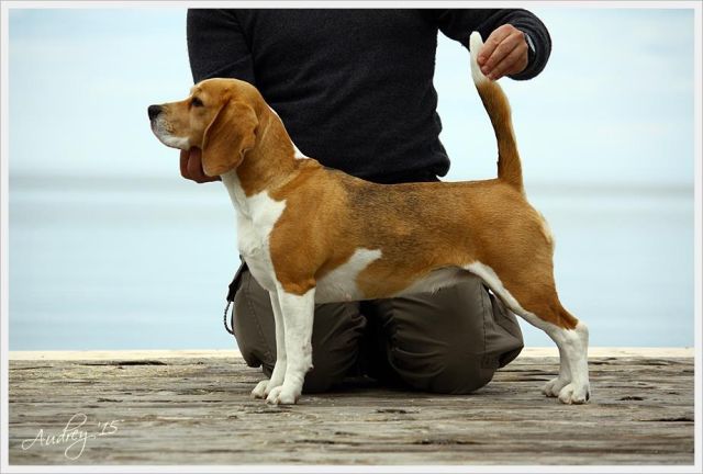 Audrey vom Rappenwald