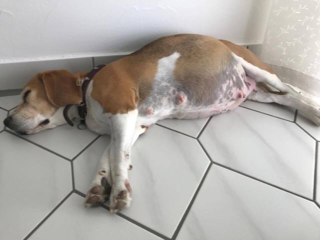 Audrey vom Rappenwald