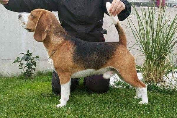 Idol Ian Yannick of Jack`s Connection