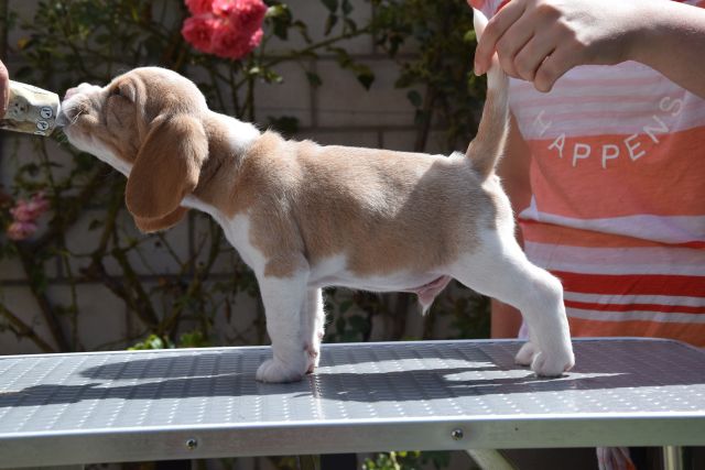 Golden Swissline Braveheart of Apollon ( Gott des Lichts )