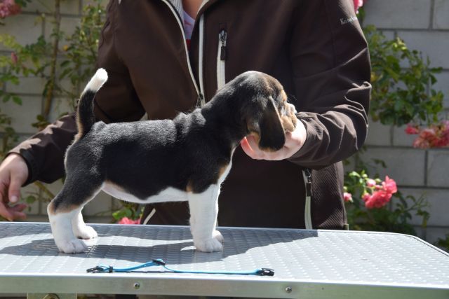 Golden Swissline Braveheart of Artemis ( Göttin der Natur )