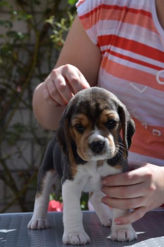 Golden Swissline Braveheart of Artemis ( Göttin der Natur )