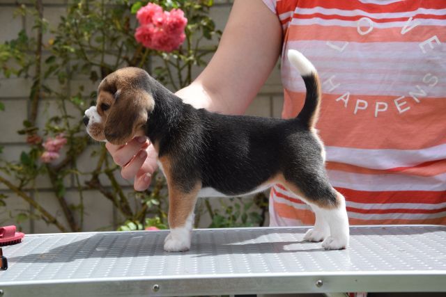 Golden Swissline Braveheart of Diana ( Göttin der Jagd )