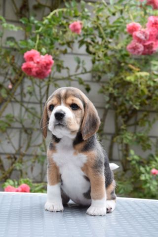 Golden Swissline Braveheart of Diana ( Göttin der Jagd )