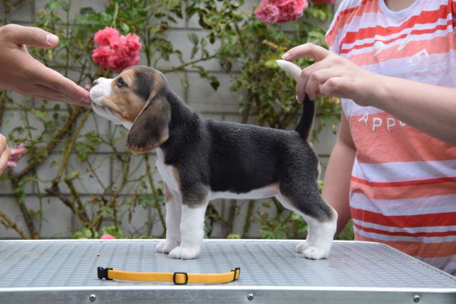 Golden Swissline Braveheart of Eos ( Göttin der Morgenröte )