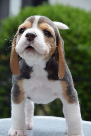 Golden Swissline Braveheart of Eos ( Göttin der Morgenröte )