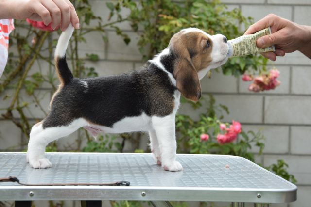 Golden Swissline Braveheart of Faunus ( Gott der Weiden und Wälder )