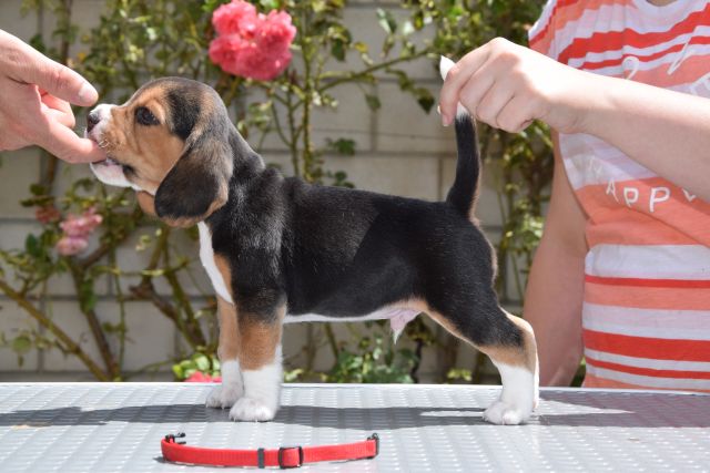 Golden Swissline Braveheart of Helios ( Gott des Feuers )