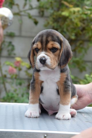 Golden Swissline Braveheart of Helios ( Gott des Feuers )