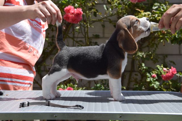 Golden Swissline Braveheart of Hyperion ( der Sonnengott )