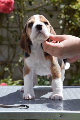 Golden Swissline Braveheart of Hyperion ( der Sonnengott )