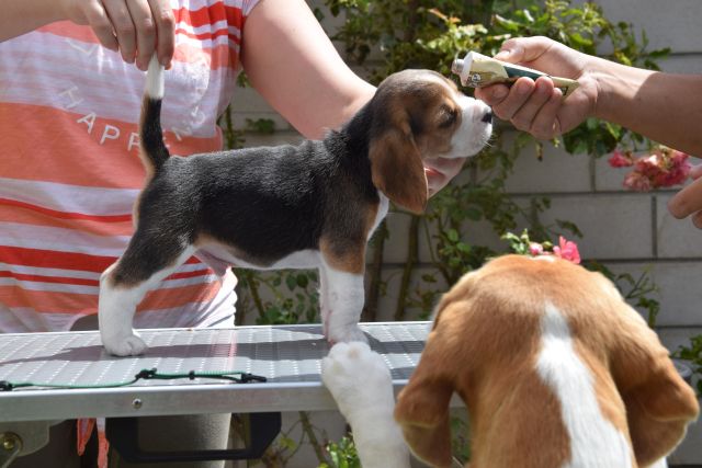 Golden Swissline Braveheart of Pan ( Gott des Waldes )