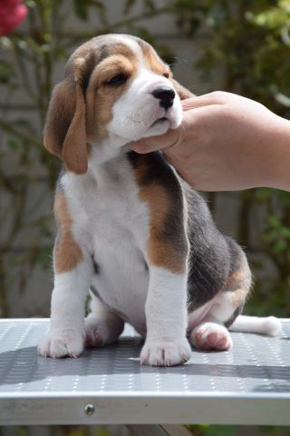 Golden Swissline Braveheart of Pan ( Gott des Waldes )