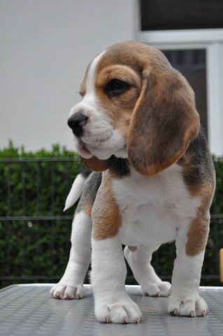 2017 07 30 bentley 01