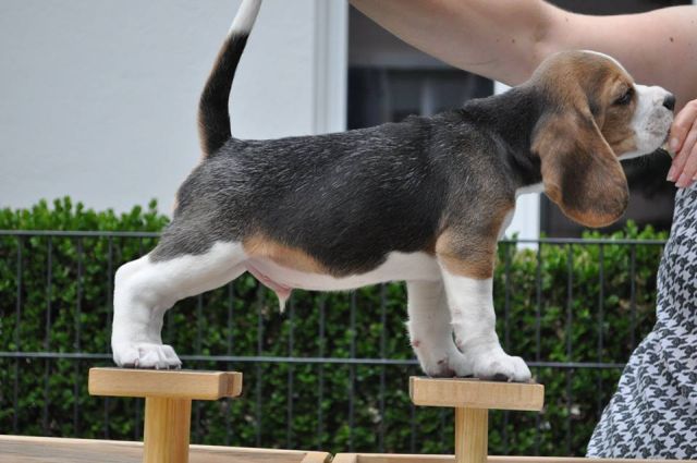 2017 07 30 bentley 02