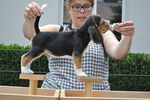 2017 07 30 billy fly 01